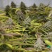 Peyote Cookies - Barney's Farm